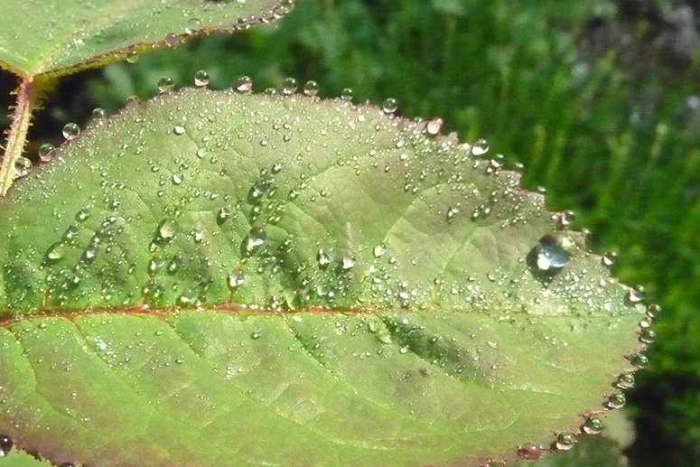 Ein Tropfen auf einem Blatt.