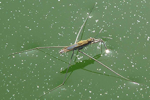 Ein Wasserlufer auf der Wasseroberflche.